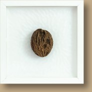 Zerberusbaum / Indien