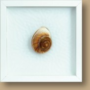 Mammutschnecke