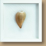 Feigenschnecke / trop. Meer